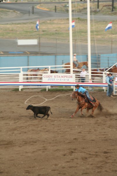 Trip (197).JPG - Cattle roping at the Cody, Wyoming rodeo